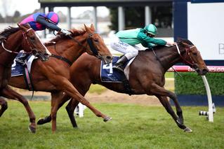 Humidor (NZ), winner of the 2018 NZB Caulfield WFA Championship Series. 